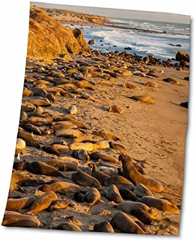 3Drose SUA, California, Piedras Blancas. Sigilii de elefant se bazează pe plajă. - Prosoape