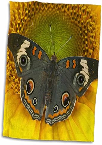 3Drose Danita Delimont - Butterfly - Buckeye Butterfly 01 - Prosoape
