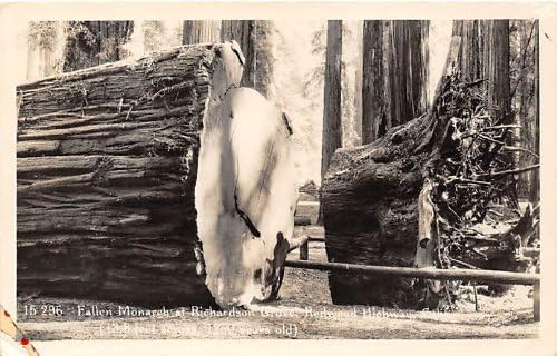 Redwood Highway, California Postcard