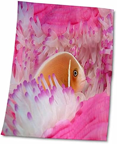 3Drose Florene Animale subacvatice - Pește anemonei printre coralul roz - prosoape